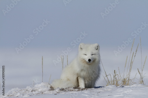 Arctic fox (Vulpes Lagopus) waking up from a nap with snow on the ground, near Arviat Nunavut Canada
