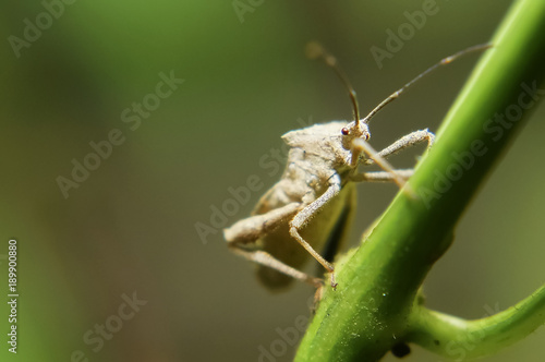 The Predaceous Stink Bug © noorhaswan