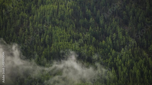 Morning Fog And Haze In Relict Mountain Conifer Forest