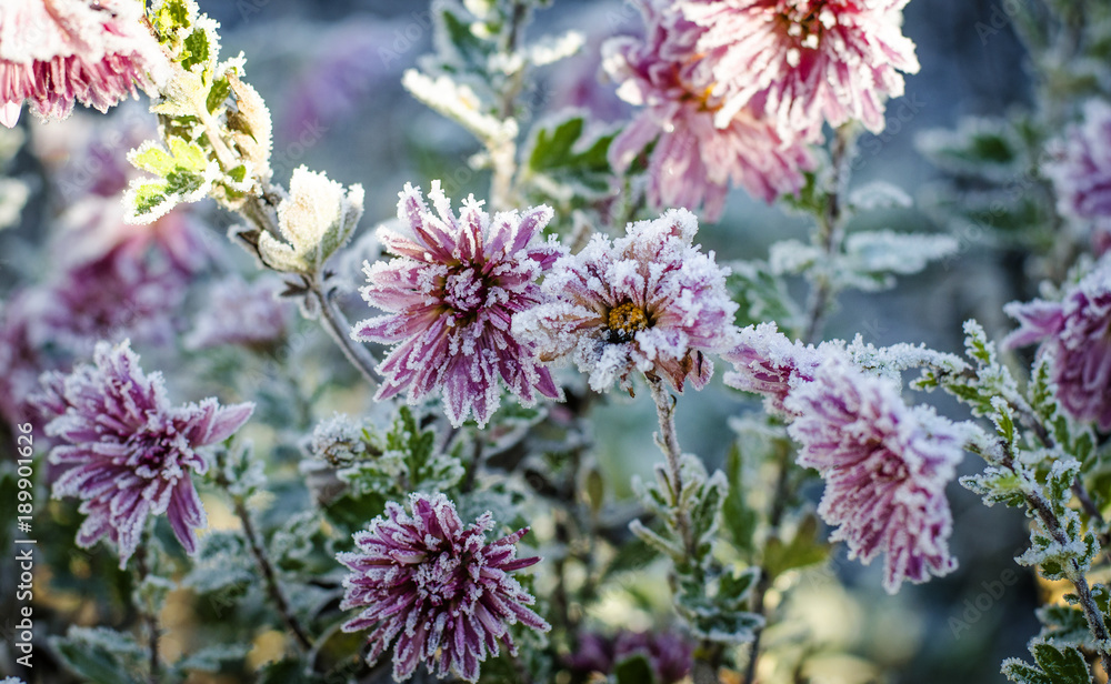 chrysanthemums in frost chrysanthemums in frost
