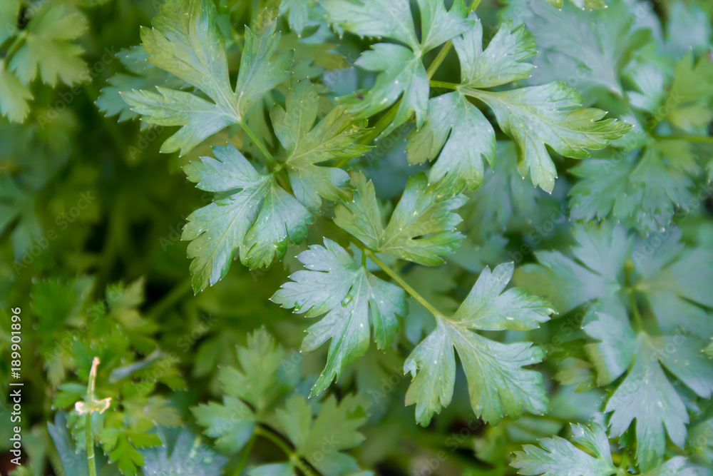 green leaves of fresh organic parsley from the garden green leaves of fresh organic parsley from the garden