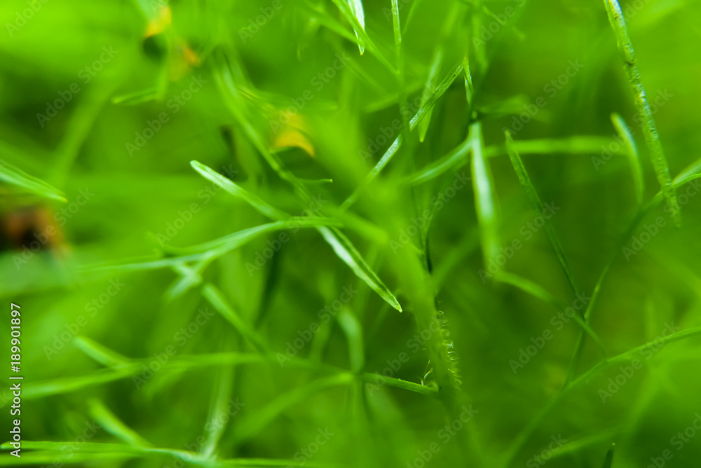 Green Grass Background , Close Up With Selective Focus Green Grass Background , Close Up With Selective Focus