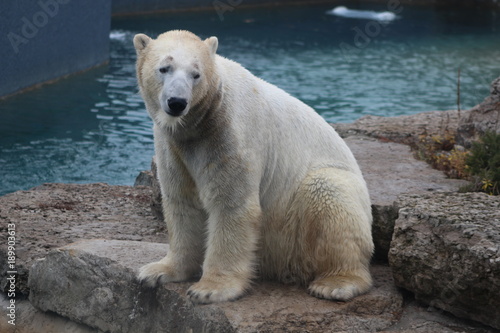 polar bear that looks a bit sad conservation is essential for this species