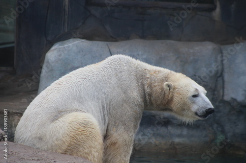 polar bear that looks a bit sad conservation is essential for this species photo