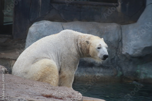 polar bear that looks a bit sad conservation is essential for this species © mynewturtle