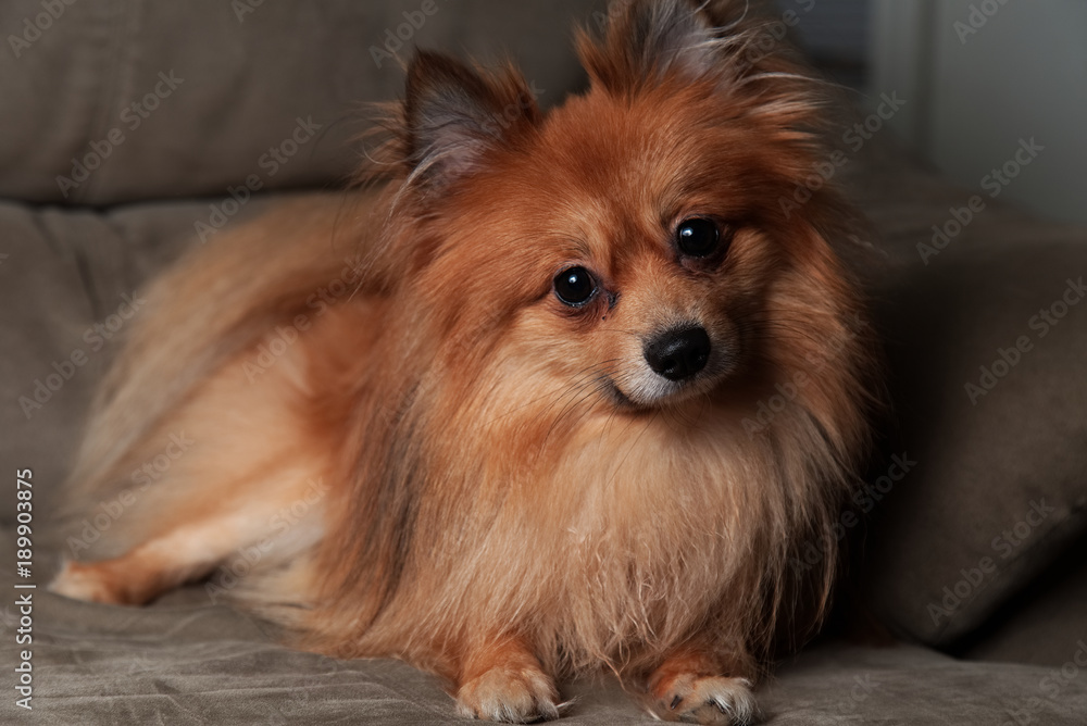 Pomeranian Head Tilt Pomeranian Head Tilt