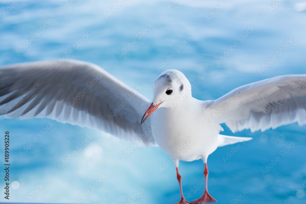 Fototapeta premium カモメ
