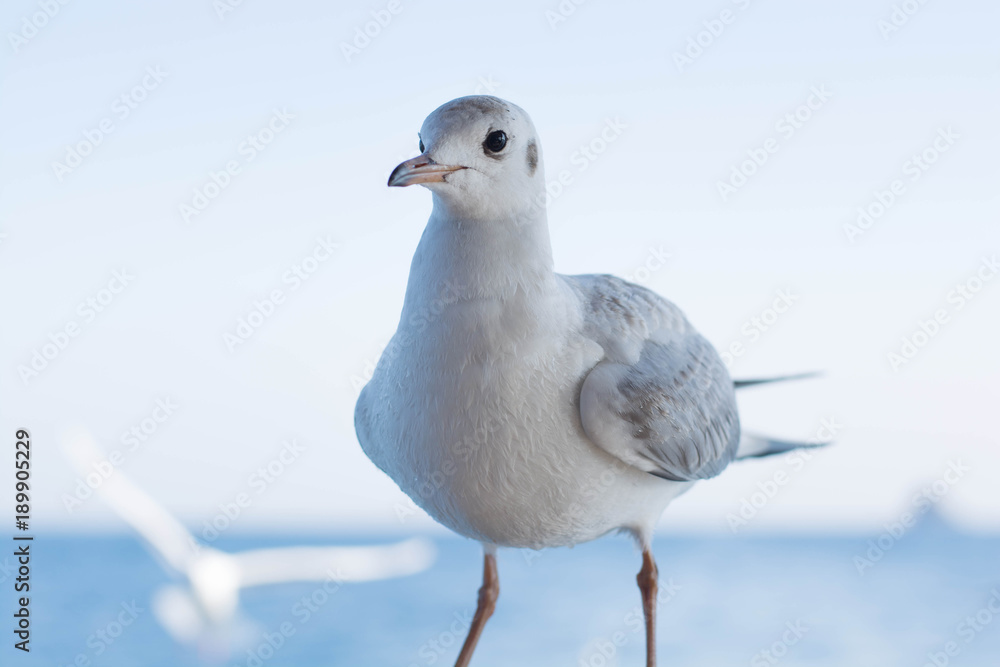 Obraz premium カモメ