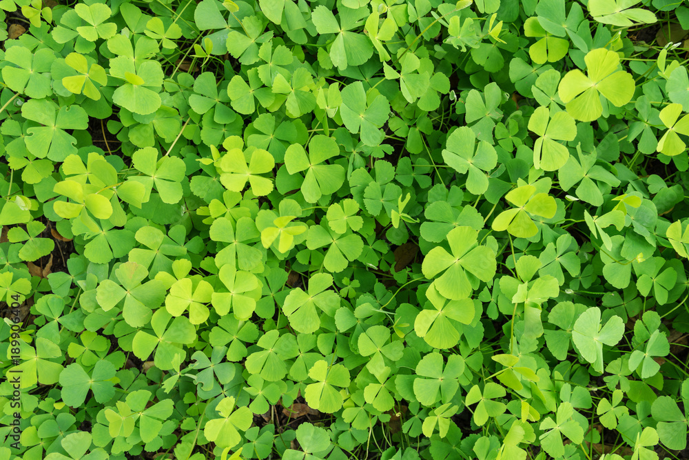 Wood sorrel on the forest floor Wood sorrel on the forest floor
