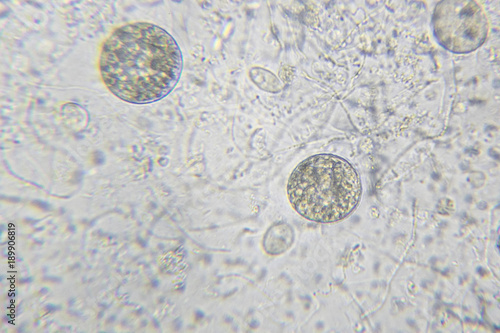 Wallpaper Mural Chlamydomonas algae, paramecium ciliates and many bacteria through microscope Torontodigital.ca