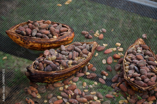 COCOA BEANS IN PODS