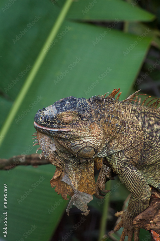Fototapeta premium NAPPING IGUANA