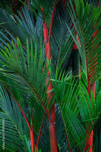 TROPICAL FOLIAGE