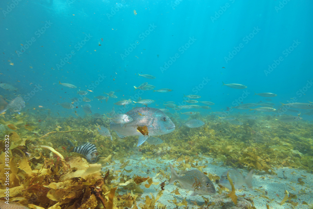 Fototapeta premium Small fish of various species around large australasian snapper Pagrus auratus above flat sandy bottom covered with brown seaweeds.