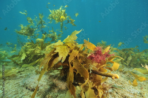 Colorful seaweeds of temperate Pacific ocean floating above flat sandy bottom.
