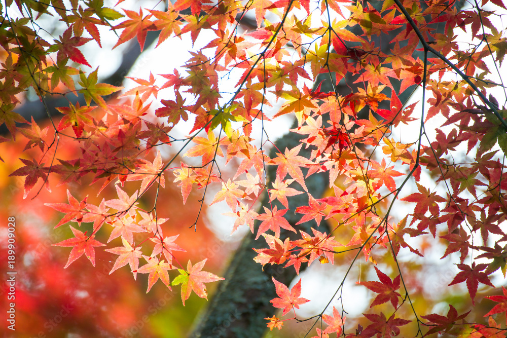 Maple leaves change color in autumn season. Maple leaves change color in autumn season.