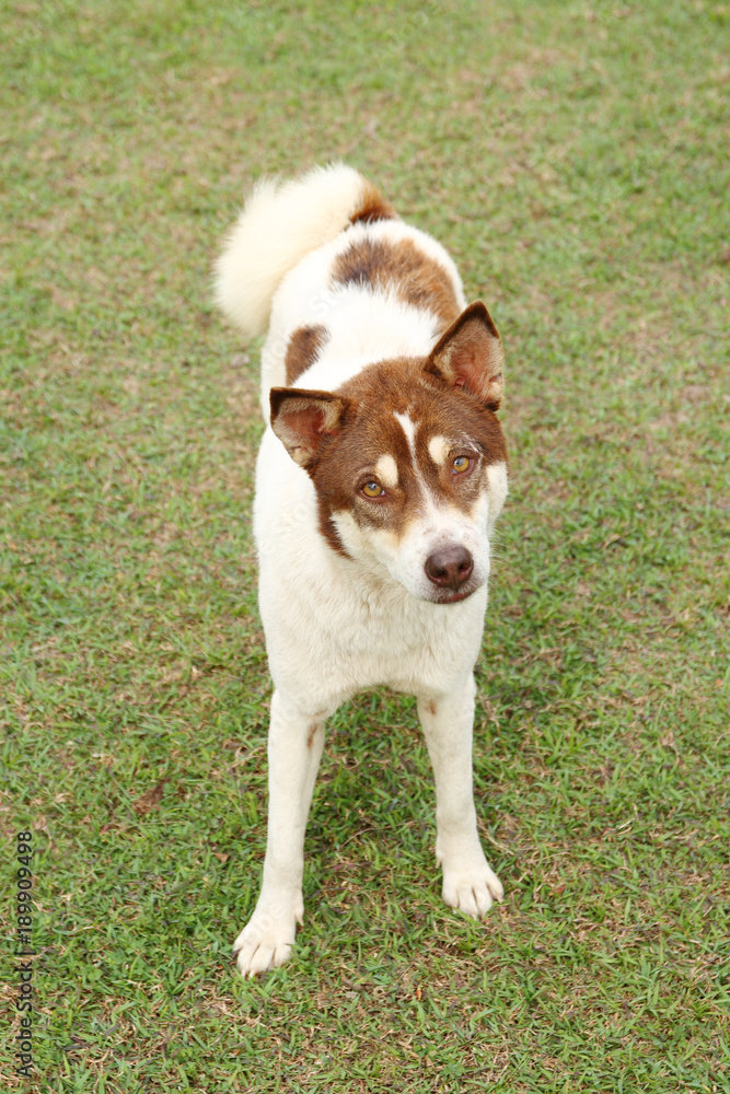doubtful dog in grass background
doubtful dog in grass background