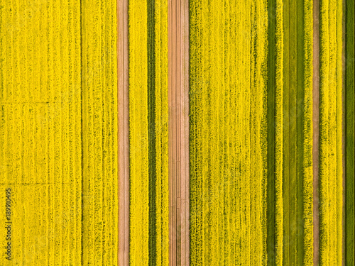 yellow rapeseed flower field in spring