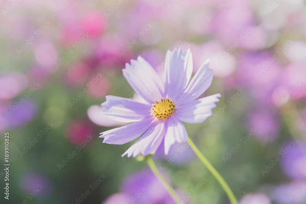 Cosmos flower close up on sunset background with soft selective focus Cosmos flower close up on sunset background with soft selective focus