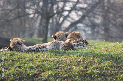 cheetah cubs laying togehter with their family. the cheetah is known for its speed photo