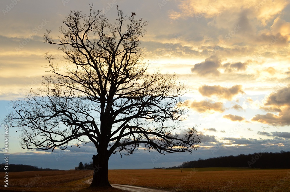 Cloudy sunrise with Silhouette of Large old oak tree along a farm drive on a bare winter morning 