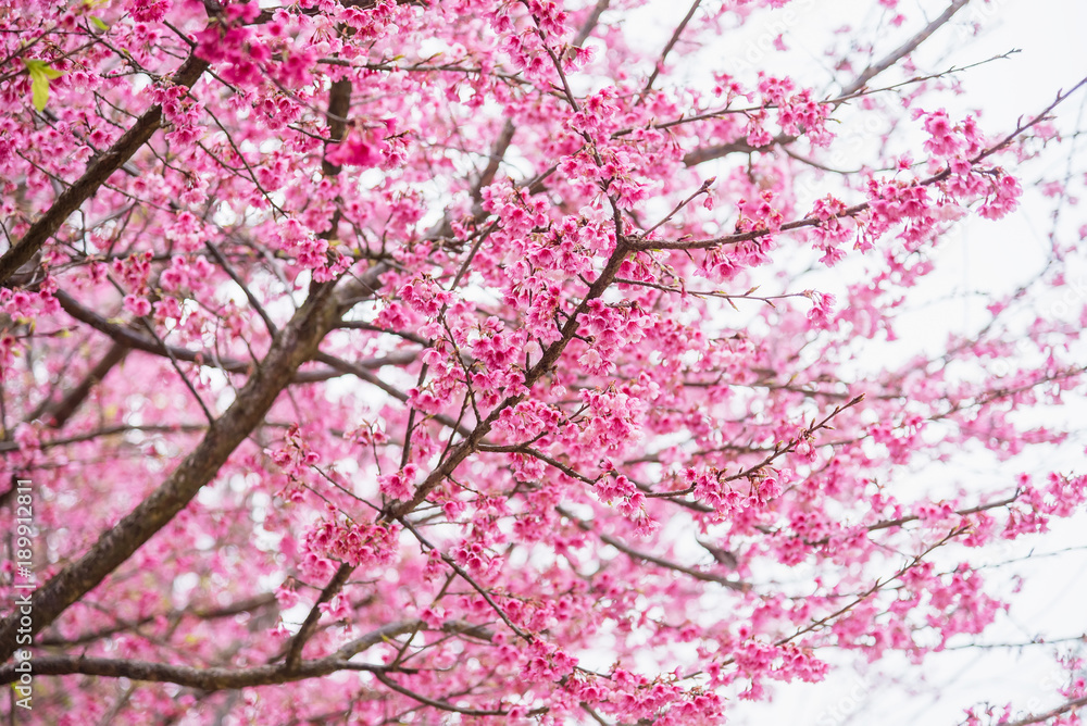 Beautiful pink cherry blossom.Vivid color of Cherry Blossom or pink Sakura flower soft focus.Thailand. Beautiful pink cherry blossom.Vivid color of Cherry Blossom or pink Sakura flower soft focus.Thailand.
