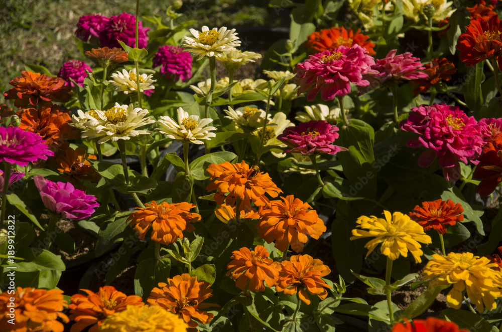 flower blossom stock images