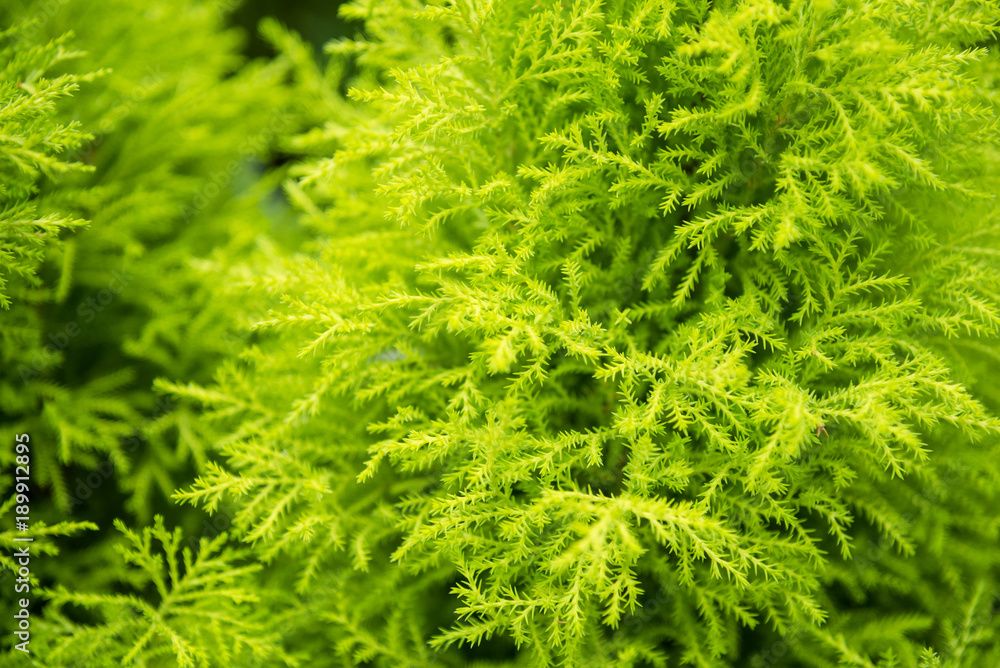 Fresh green fern leafs for nature background.Thailand.