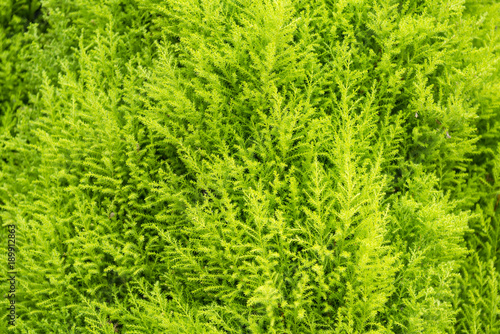 Fresh green fern leafs for nature background.Thailand.