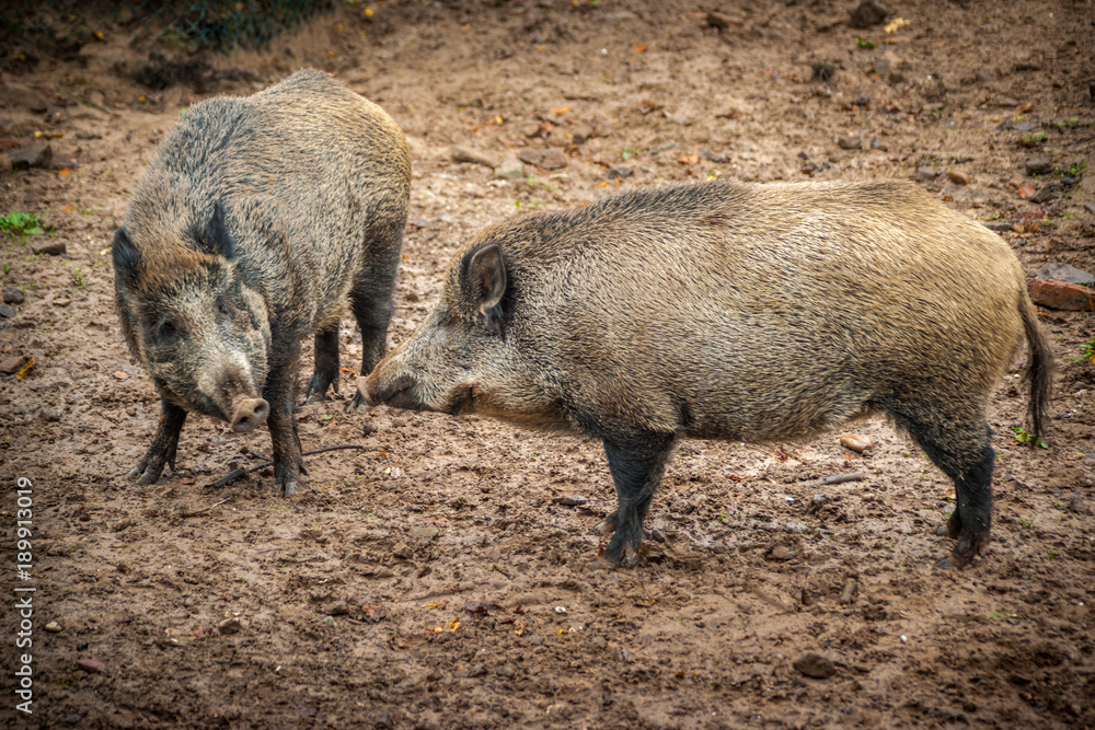Wild Boar - Confrontation Wild Boar - Confrontation