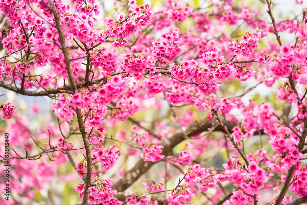 Beautiful pink cherry blossom.Vivid color of Cherry Blossom or pink Sakura flower soft focus.Thailand. Beautiful pink cherry blossom.Vivid color of Cherry Blossom or pink Sakura flower soft focus.Thailand.