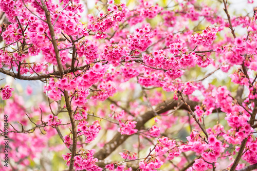 Beautiful pink cherry blossom.Vivid color of Cherry Blossom or pink Sakura flower soft focus.Thailand.