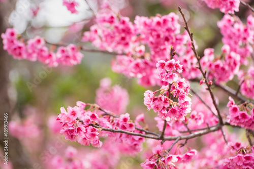 Beautiful pink cherry blossom.Vivid color of Cherry Blossom or pink Sakura flower soft focus.Thailand. © bubbers