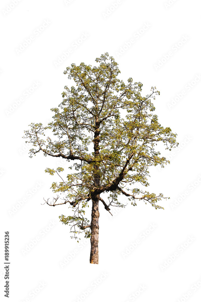 tree isolated on white background with Clipping Path