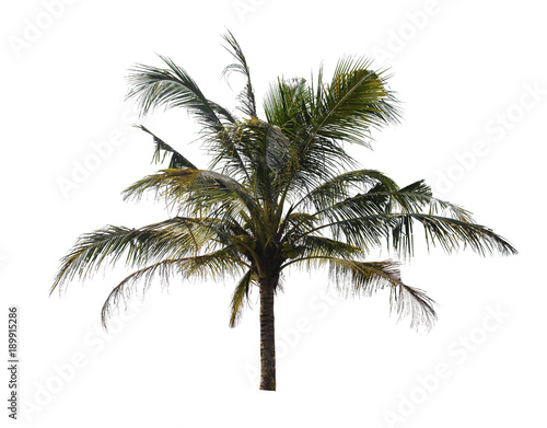 coconut tree isolated on white background with Clipping Path © kuarmungadd