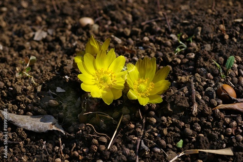 Plakat Amur adonis 