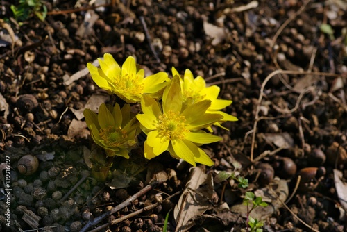 Plakat Amur adonis 