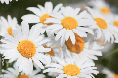 Flowering.  Blooming chamomile field  Chamomile flowers.