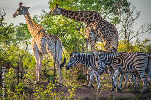 Photography zebras and giraffes together