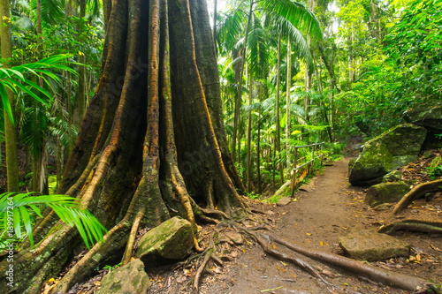 A strangler fig in the Tamborine National Park in the Gold Coast Hinterland