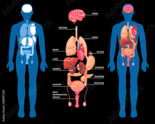 Human Anatomy Internal Organs Layout