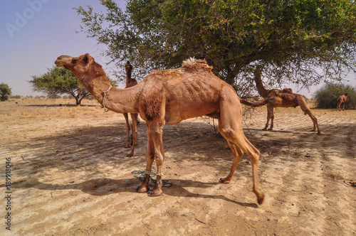 Camel on desert in Jaisalmer  India