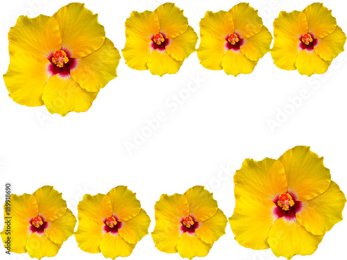 Yellow flowers on a white background.