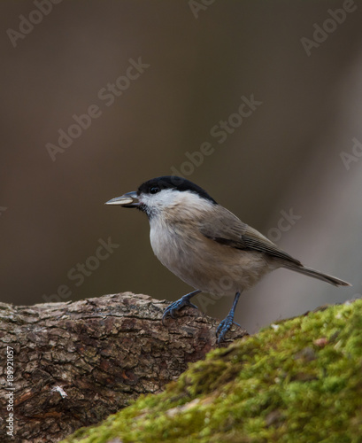 Wildlife photo - willow tit on old wood in forest early morning, danubian area, Slovakia forest, Europe
