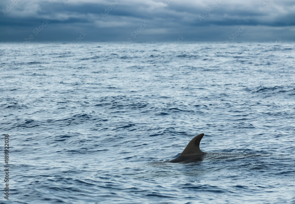 Fototapeta premium Сommon Dolphin swimming in Atlantic Ocean