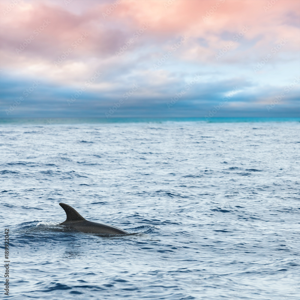 Fototapeta premium Płetwa delfina pływającego w oceanie