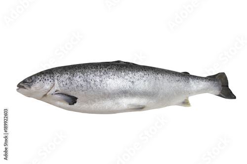 isolated salmon