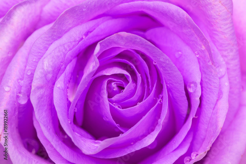 close-up on beautiful purple rose