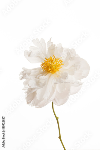 peony flower on the white