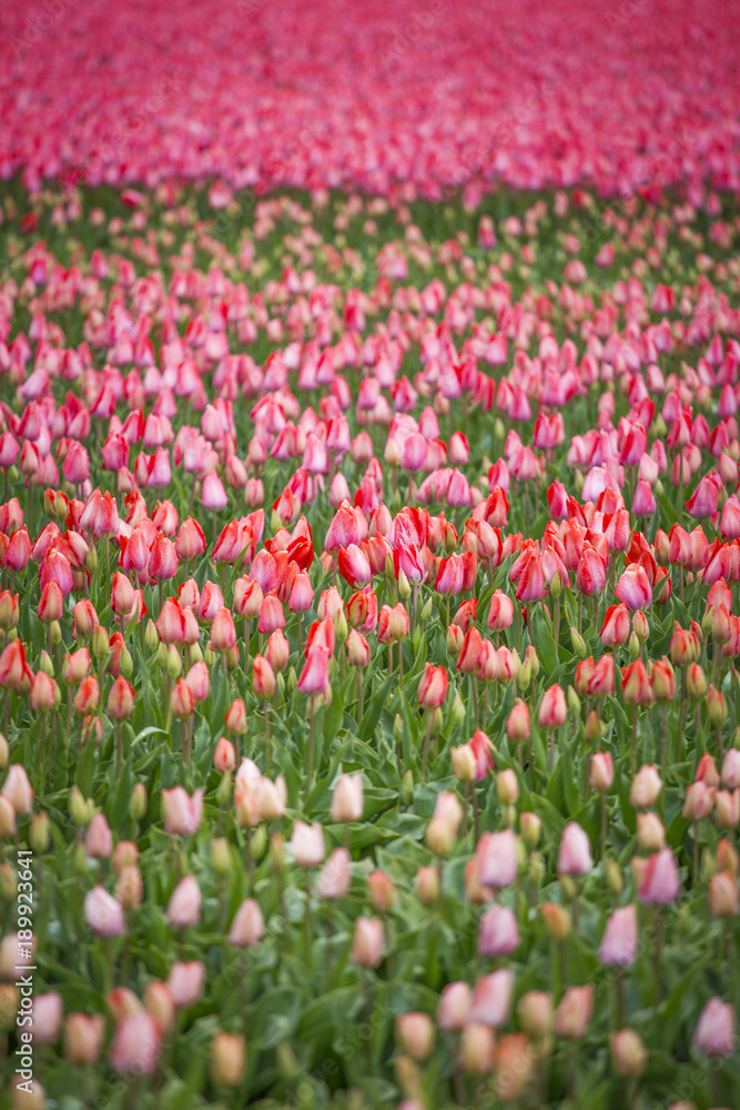 Beautiful bouquet of pink Tulips